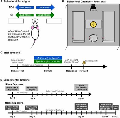 Behavioral Plasticity of Audiovisual Perception: Rapid Recalibration of Temporal Sensitivity but Not Perceptual Binding Following Adult-Onset Hearing Loss